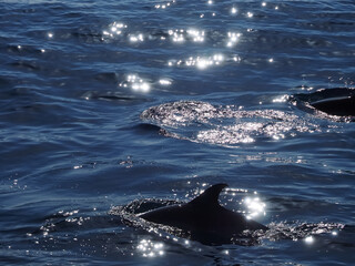 Naklejka premium dolphins swimming in glittering blue ocean