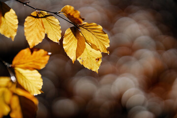 Obraz premium Herbststimmung - Goldener Oktober - November Stimmung - Novemberblues 