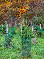 Wiederaufforstung im Mischwald im Herbst