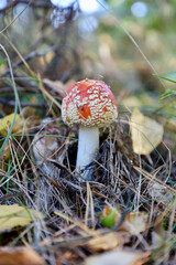 Mushrooms in the wild. Mushroom among grass and leaves. Edible and Poisonous Mushrooms