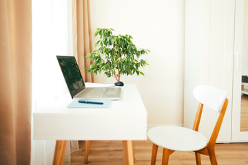 Empty modern home office interior with white furniture, laptop and green home plant ficus. Workplace for remote working or e-learning and online training. Selective focus