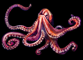 Large ancient octopus with long tentacles on a black background. Watercolor drawing of sea creatures.