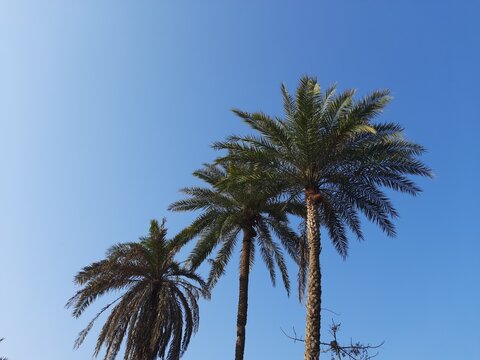 Silver date palm tree in blue sky background. Phoenix sylvestris  also known as silver date palm, Indian date, sugar date palm or wild  palm, is a species of flowering plant in the palm family.