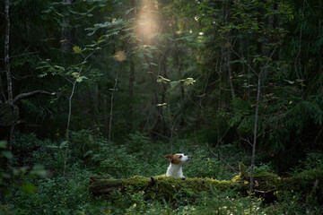 dog in the forest on a mossy log. Walking with a pet. Jack Russell Terrier in a beautiful landscape