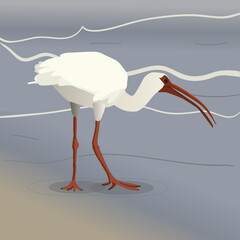 a vector illustration of an American white ibis wading on the beach. He is walking with his beak slightly open and his head down, foraging.

