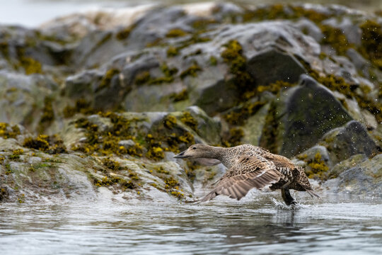 Close-up of a common eider flying over ocean, Krossfjordan, Lilliehookbreen, Spitsbergen, Svalbard, Kingdom of Norway