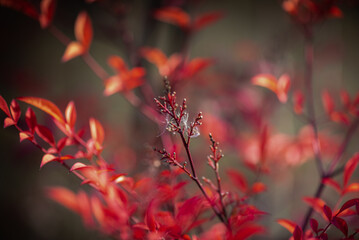 It is a picture of nandina leaves in Autumn