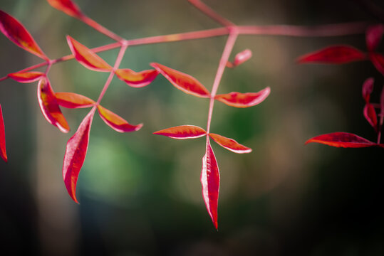It is a picture of nandina leaves in Autumn