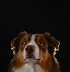 Fototapeta premium Aussie red tricolor. Empty copy space for text or advertising. Studio portrait of brown Australian Shepherd. Thoroughbred dog on dark background head close-up, look carefully up with serious face.