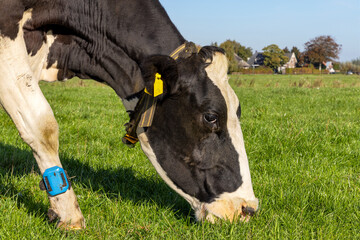 Cow head grazing, eating blades of grass, black and white, in a green pasture and a blue bracelet tag