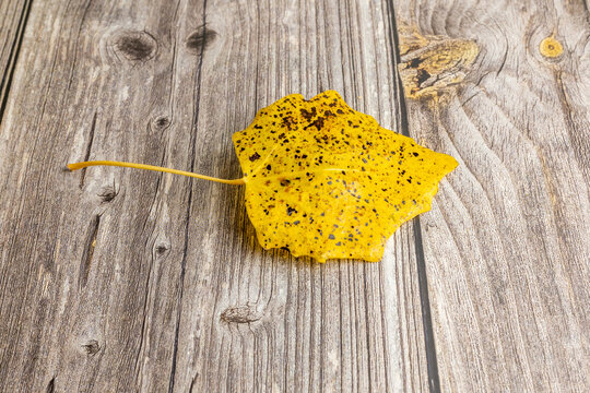 leaf with autumn colors on old wood background