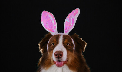 Studio portrait of Aussie on black background. Happy New Year 2023 rabbit. Dog wears pink bunny...