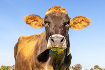 Brown swiss cow head, looking at camera, sweet and lovely face, headshot with furry ears, blue sky...
