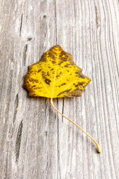leaf with autumn colors on old wood background