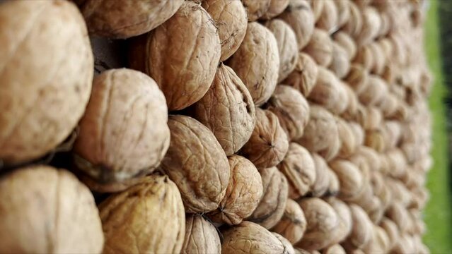Lots of walnuts on the table. Vertical video for the smartphone.