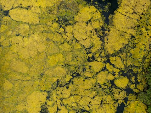 Aerial top view of a pond with yellow algae