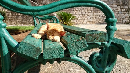 Orange kitten sleeping on a green worn park bench in the sun