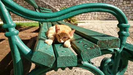 Orange kitten relaxing on a green park bench in the sun while looking into the camera