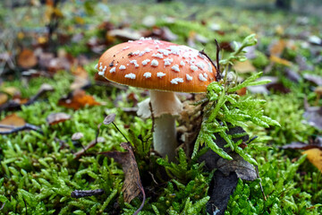 Closeup of toadstool fungus among moss in the forest during autumn