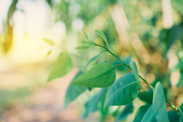 Eucalyptus leaves. branch eucalyptus tree nature background © Ammak