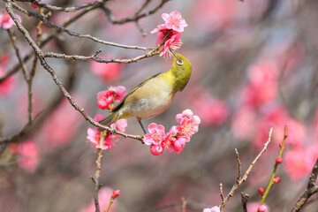 Fototapeta premium 梅の花とメジロ