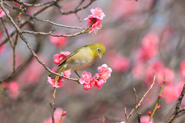 梅の花とメジロ