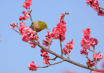 梅の花とメジロ