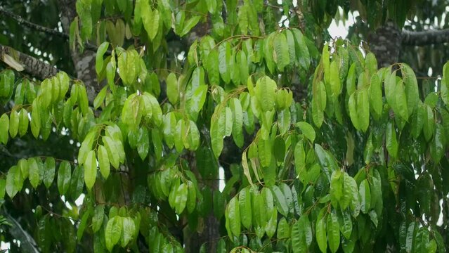 Raining day in tropical forest. Rain drop on durian tree.