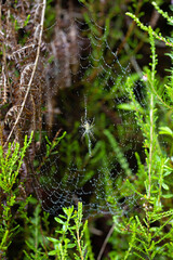 spider on its raindrop-covered web. macro wildlife photography.