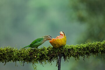 White-cheeked (small green) Barbet having fruits as food. Amazing photo  with good background. Best to watch when birds feed on their food
