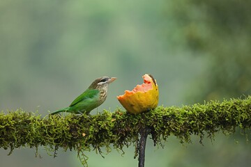 White-cheeked (small green) Barbet having fruits as food. Amazing photo  with good background. Best to watch when birds feed on their food
