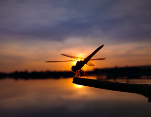Fototapeta na wymiar dragonfly at sunset