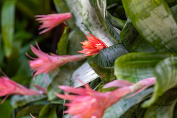 Bromeliad flowers in a park full of vegetation such as flowers and plants in Xcaret in Mexico, located in the Mayan Riviera, a place very visited by tourists.