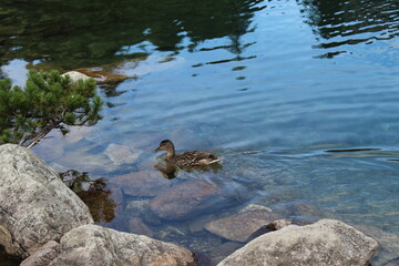 duck on the water