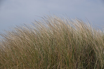 Strandhafer im Wind mit bewölktem Himmel