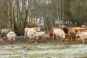 Obraz na płótnie Canvas Cows on the farm at begining of winter