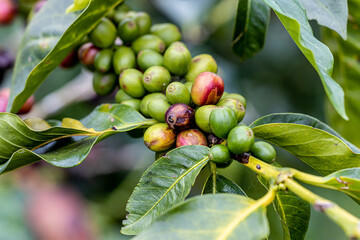 Fungus in plants destroys coffee beans. Coffee beans are severely damaged. Disease, which causes...