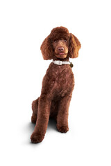 An adorable and cute chocolate brown miniature poodle, pedigree dog, sitting down and isolated...