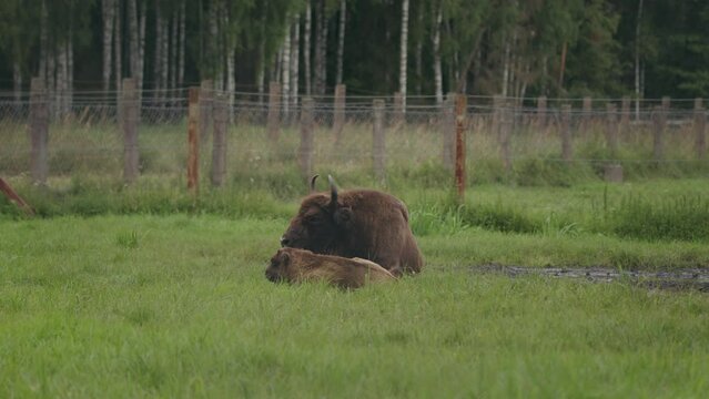 Female woodland bison and calf lie in lush conservation farm field