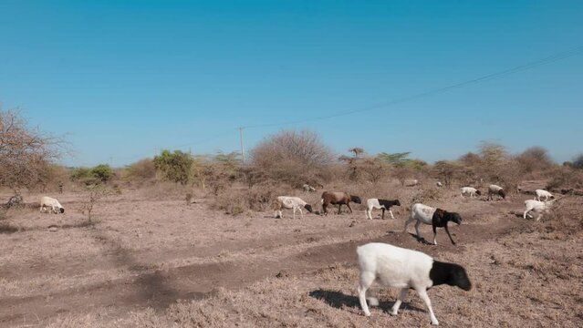 hundreds of sheep and goats looking for water and food in an African landscape during the extreme drought