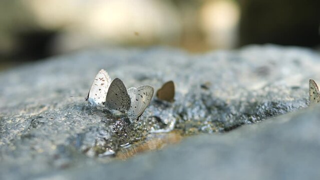 Whitethorn Butterflies Drinking Water from Stones Surface at Rainforest Waterfall High Quality 4K Macro Closeup Insects Wildlife Footage.