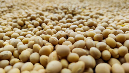 Soybean harvest. Grains of ripe raw soybeans.
