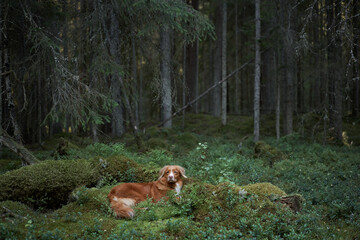 red dog in the forest. Nova Scotia duck retriever in nature. Beautiful toller near blueberry pieces