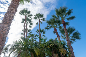 Fototapeta na wymiar palm trees in a garden in Almunecar in the province of Granada, Andalusia, Spain. Europe. September 29, 2022 