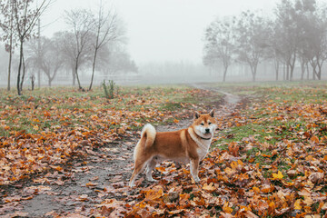 Fototapeta premium Japanese Shiba Inu breed dog walks in the autumn foggy park. Ukrainian dog shiba inu Kent
