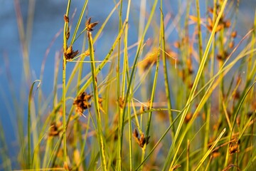 Selective of bulrush reeds by the pond