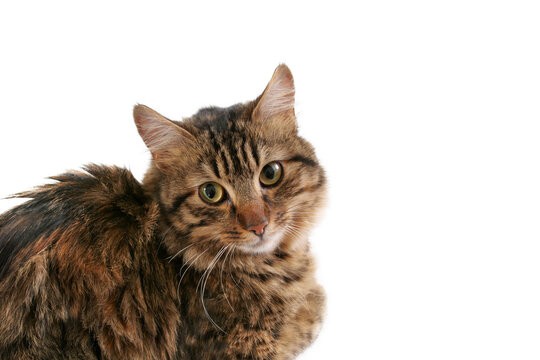 portrait of a cat, png file