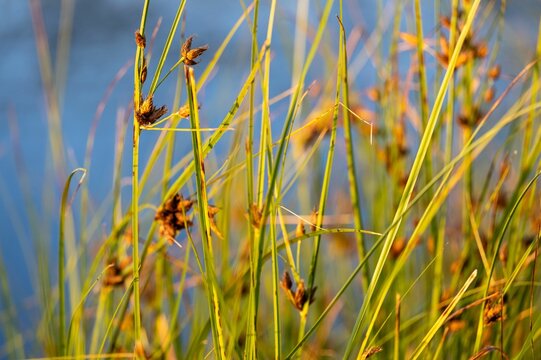 Selective of bulrush reeds by the pond