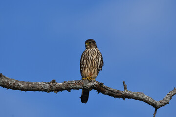 Merlin hawk sits perched in a dead tree against a bright blue sky hunting