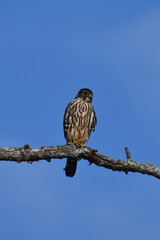 Merlin hawk sits perched in a dead tree against a bright blue sky hunting